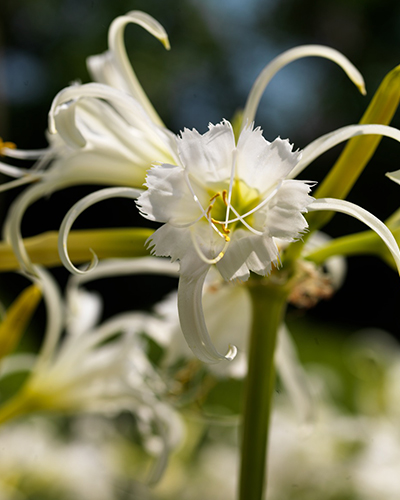 HYMENOCALLIS FESTALIS 25 kusov